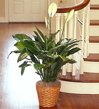 Spathiphyllum Plant